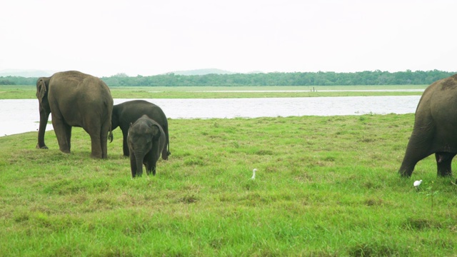 斯里兰卡野生动物园的亚洲象家族视频下载