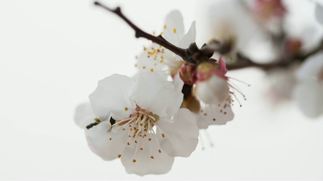 白苹果，美丽的开花苹果树盛开视频下载