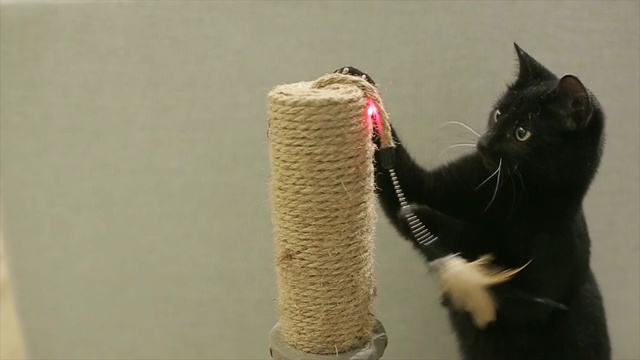 居家猫用刮刀，抓杆视频素材