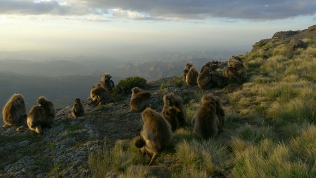 日落时分，埃塞俄比亚高原塞米恩山脉的悬崖上放牧着杰拉达狒狒视频下载