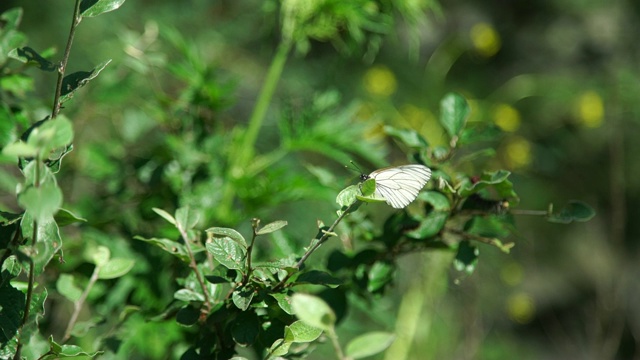 阿尔泰植物上的蝴蝶视频素材