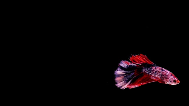 捕捉暹罗斗鱼的移动时刻，斗鱼在黑色的背景视频下载