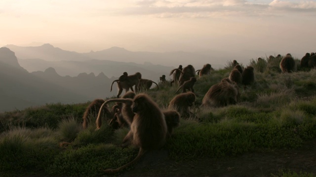 日落拍摄的狒狒群悬崖上塞米恩山，埃塞俄比亚高地视频下载