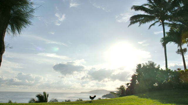在夏威夷考艾岛普林斯维尔的绿草海滩上快速奔跑的野生母鸡视频素材