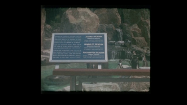 1965年水族馆企鹅展览视频素材
