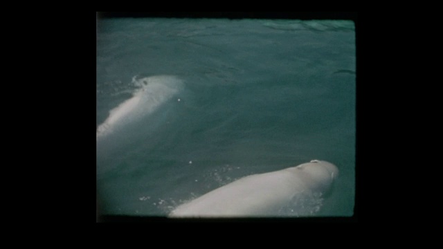 1965年，水族馆的白鲸视频素材