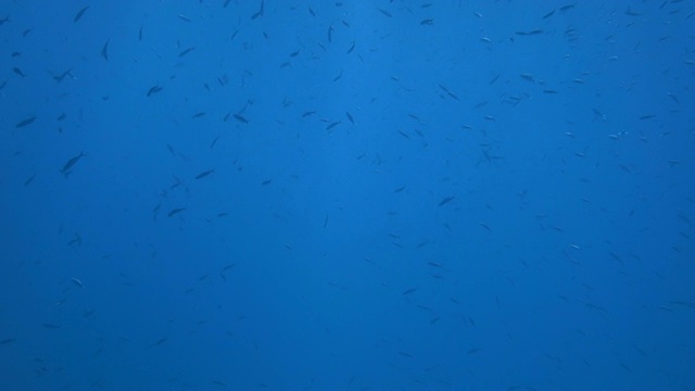 一群红海鱼视频素材