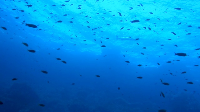 一群红海鱼视频素材