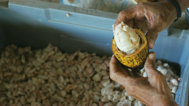 一个男人拿着一个成熟的可可果实，里面有可可豆，把种子从鞘里拿出来。视频素材