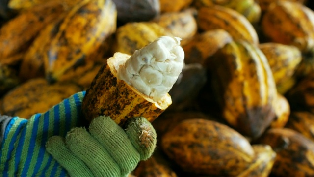 一个男人拿着一个成熟的可可果实，里面有可可豆，把种子从鞘里拿出来。视频素材