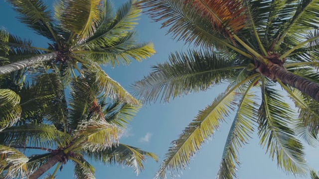 棕榈树在风中摇曳视频下载