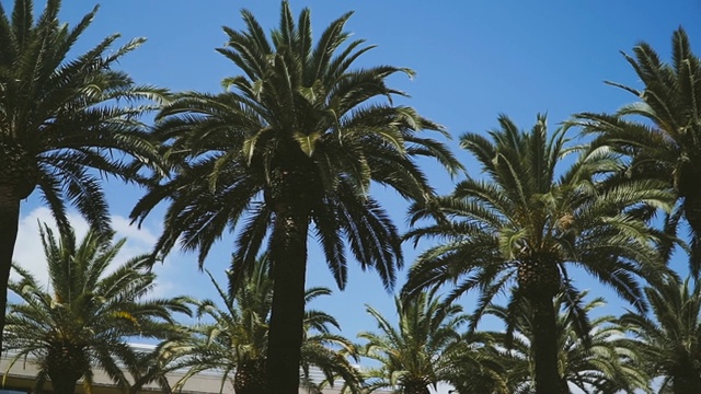 棕榈树。蓝天映衬下的棕榈树视频素材