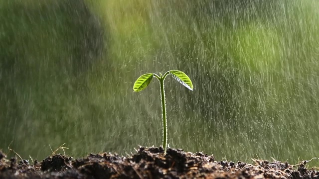 雨中的幼苗视频下载