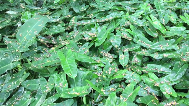 绿色植物的背景视频素材