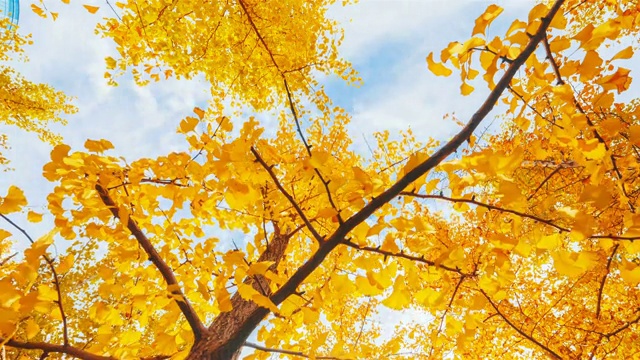 银杏树在秋天泛黄视频下载