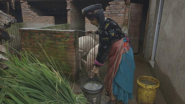 摩梭妇女在猪圈里喂猪视频素材