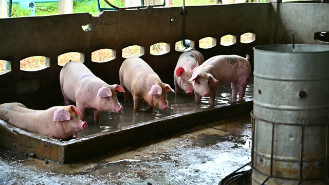 现代工业化养猪场的猪视频素材