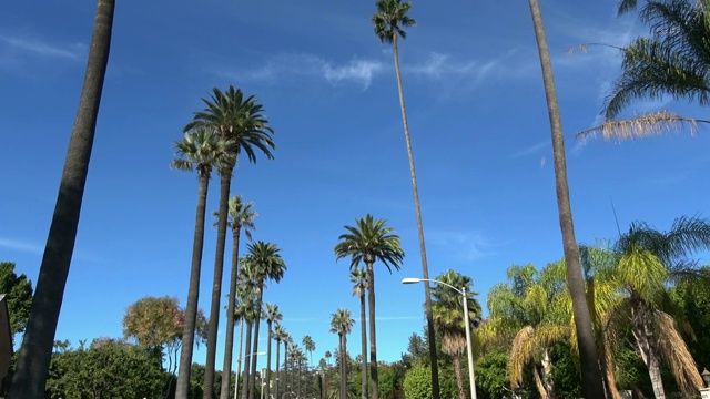 棕榈树街视频素材