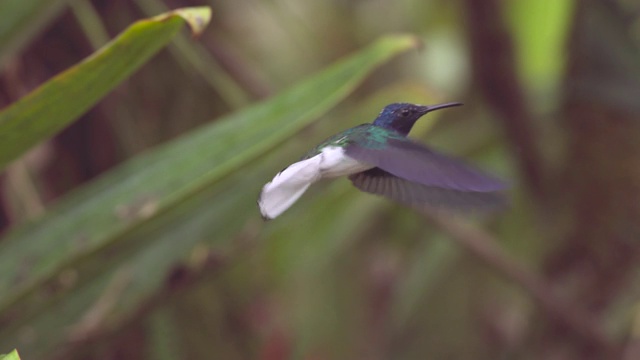 蜂鸟(蜂鸟科)在厄瓜多尔的森林中盘旋视频下载