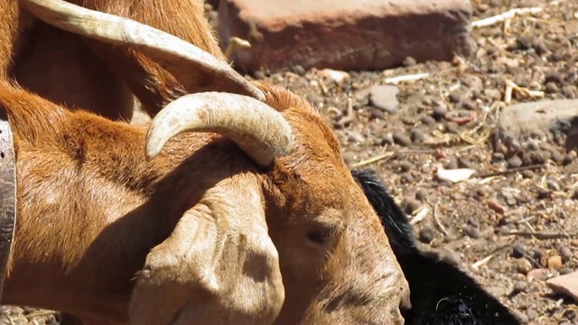 山羊在舔刚出生的小山羊视频素材