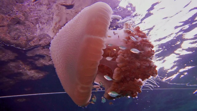 常见水母(Thysanostoma thysanura)视频素材
