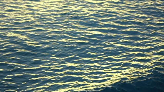 一只海鸥的慢镜头视频素材