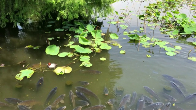 东京上野公园的锦鲤视频下载