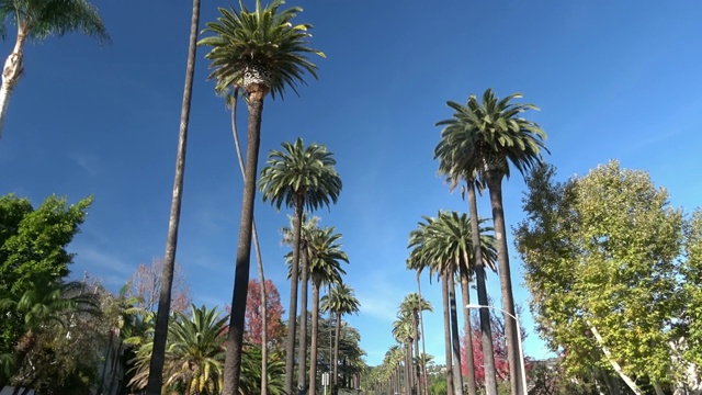 棕榈树大道视频素材