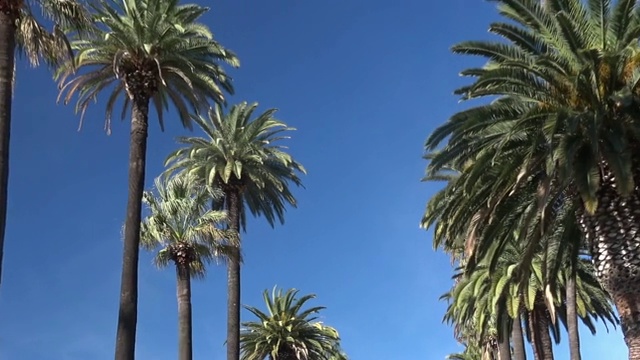 棕榈树街视频素材