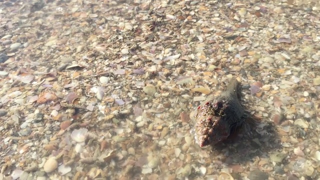 海滩上孤独寄居蟹的特写视频素材