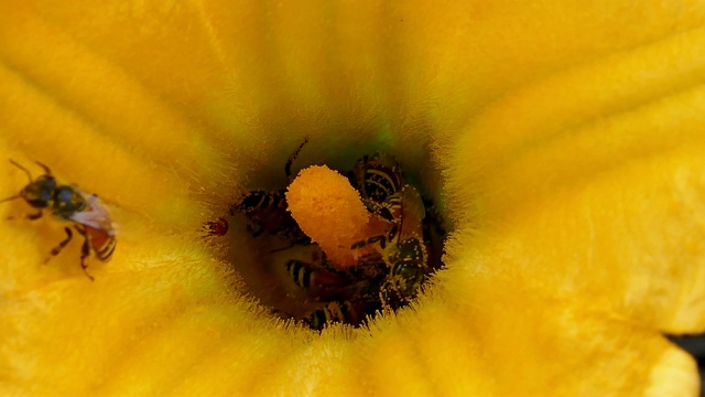 蜜蜂用花粉粘在身上，吮吸后的蜜瓜花。视频下载