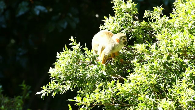 泰国清迈树上的松鼠猴视频素材