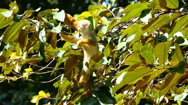 泰国清迈树上的松鼠猴视频素材