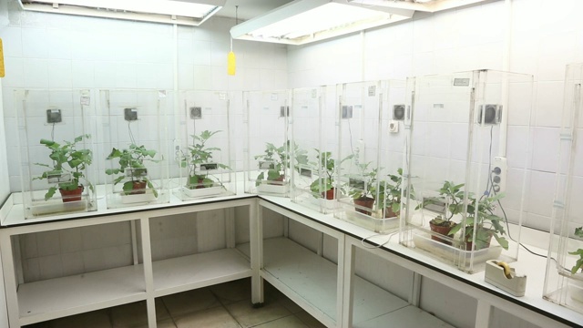 植物实验室视频下载