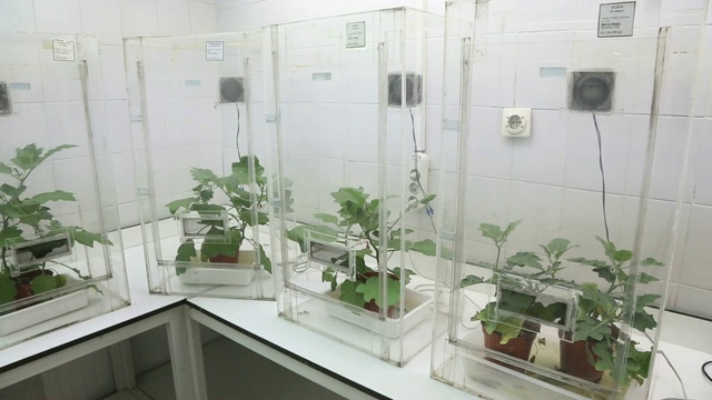 植物实验室视频下载