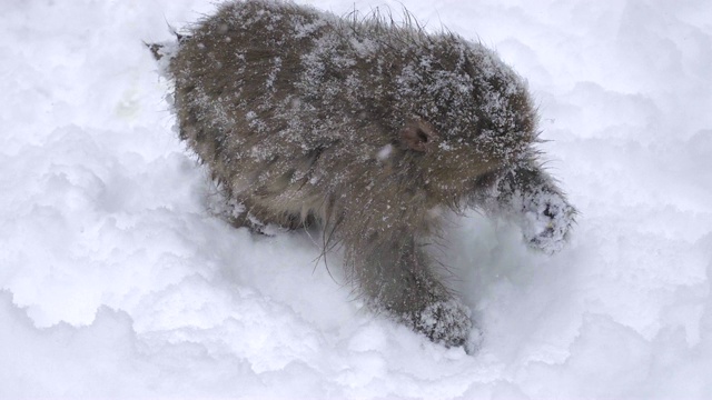 冬季，日本长野的雪猴公园或地狱谷温泉，日本猴子与温泉视频下载