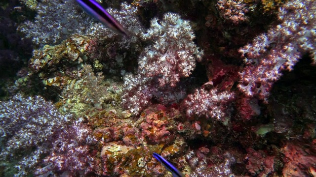 水下黄斑箱鲀(Ostracion cubicus)隐藏在翡翠珊瑚视频素材