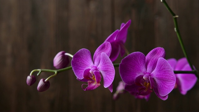 紫色兰花枝在棕色的自然背景上视频素材