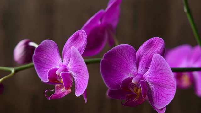 紫色兰花枝在棕色的自然背景上视频素材