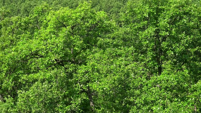 匈牙利春天的橡树森林视频素材