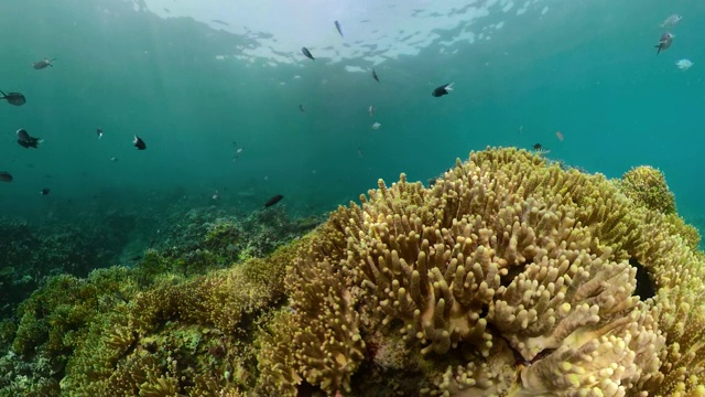 珊瑚礁和热带鱼视频素材