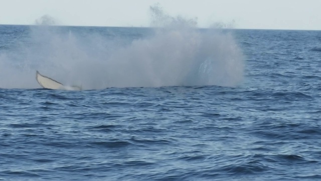 一头座头鲸在进攻中飞起来的180p慢动作视频素材