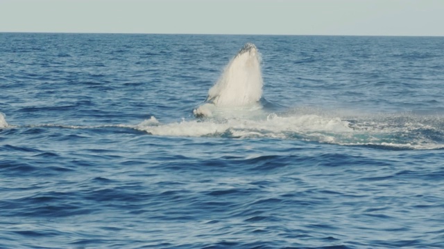 17%的慢动作，一只年轻的座头鲸出现在merimbula的缺口视频素材