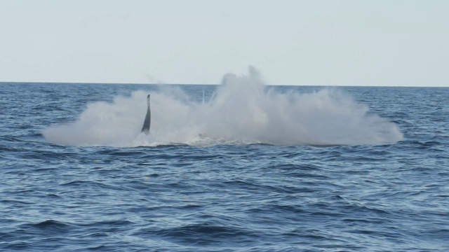 座头鲸在merimbula附近垂直突破的17%慢动作视频素材