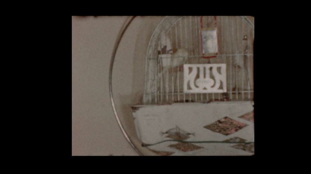 1958年宠物鸟在笼子里视频素材
