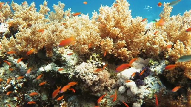 拉斯穆罕默德国家公园的珊瑚礁视频下载