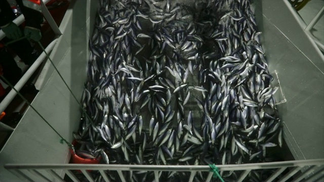 渔船捕鱼:大量捕捞青鱼视频素材