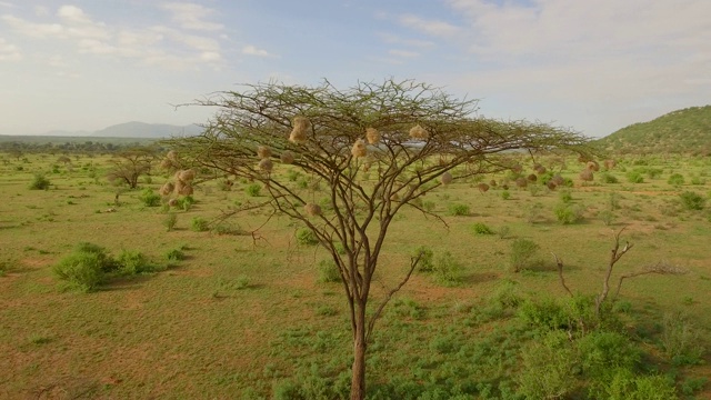 在大草原有鸟巢的树上空中移动视频下载