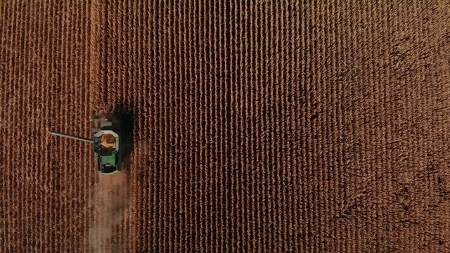 无人机直接在联合收割机的头顶上发射螺旋钻和谷物罐，在收获时穿过一片玉米田(宽镜头)视频素材