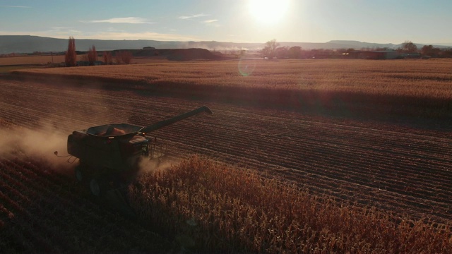 无人机拍摄的联合收割机与一个螺旋驾驶通过麦田的玉米在收获在日落视频素材